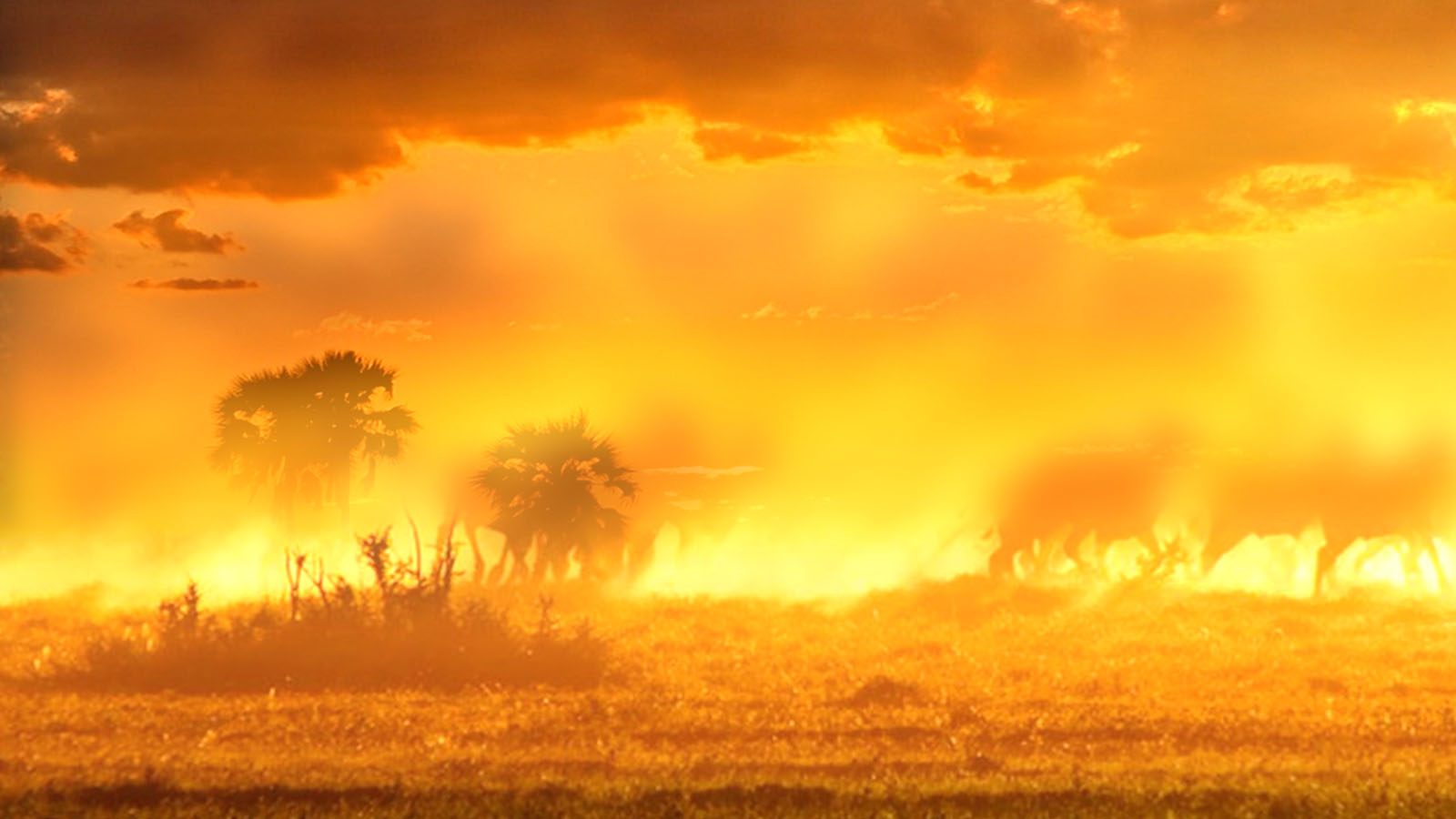 Hot Safari