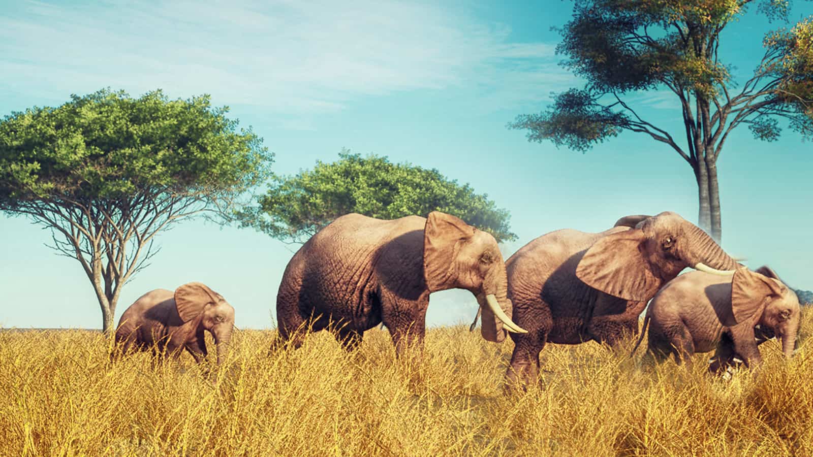 African luck