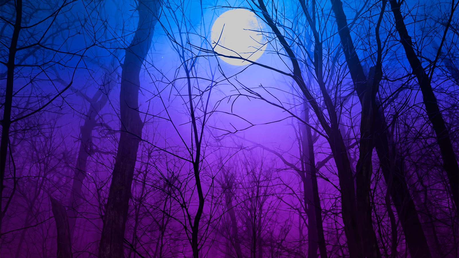 Book of The Night Wolf