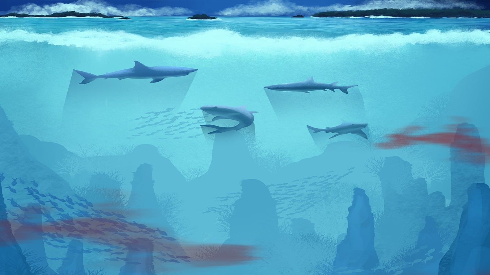 Hungry Shark