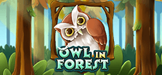 Owl In Forest