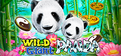 Wild Giant Panda