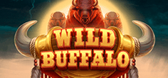 Wild Buffalo