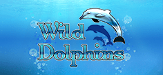 Wild Dolphins