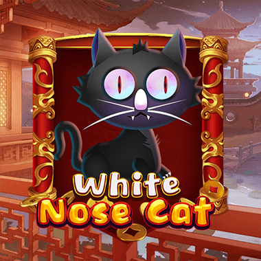 White Nose Cat